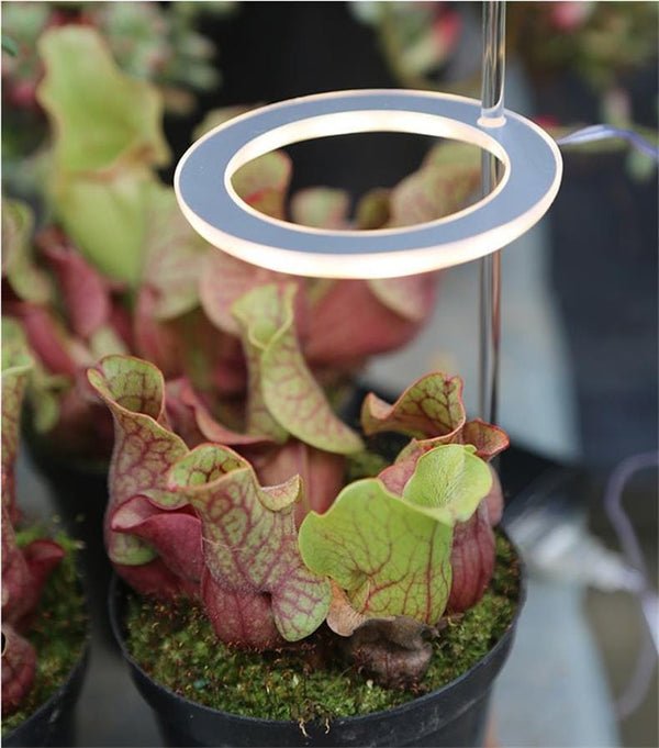 homeandgadget Home Grow Lights For Indoor Plants