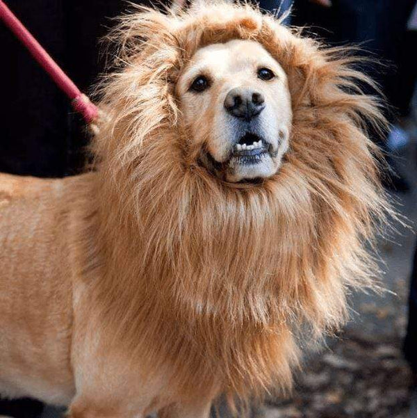 homeandgadget Lion Mane Wig for Dogs