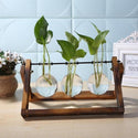 homeandgadget Tabletop Glass Hydroponic Plant