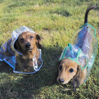 homeandgadget Transparent Dog Raincoat